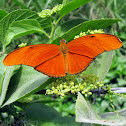 Julia Heliconian Butterfly - male