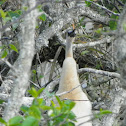 Anhinga