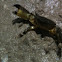 Florida Stone Crab