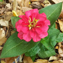 Zinnia