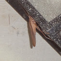 Cone Head Katydid