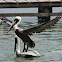Brown Pelican