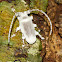 Longhorn Beetle and fungus