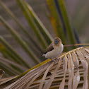 African Silverbill
