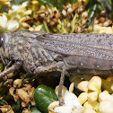 Egyptian Locust. Langosta egipcia