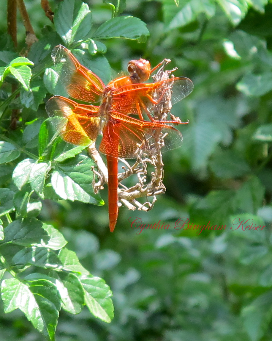 Flame Skimmer Dragonfly
