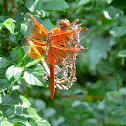 Flame Skimmer Dragonfly