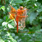 Flame Skimmer Dragonfly