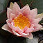 Seerose