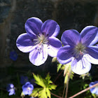 Cranesbill geranium