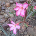Impala lily