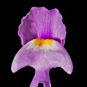 Eastern purple bladderwort