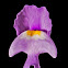 Eastern purple bladderwort