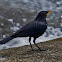 Blue Whistling Thrush