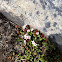 Alpine Azalia