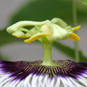 Passion Flower