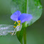 Asiatic Dayflower