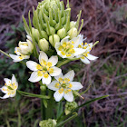 Common Star Lily