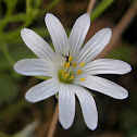 Greater Stitchwort