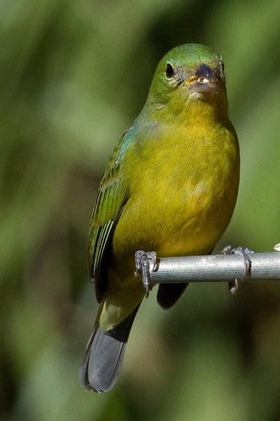 Painted Bunting (female) | Project Noah
