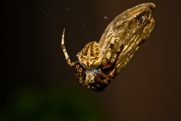 Spotting Image 1