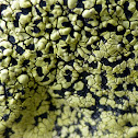 Map Lichen
