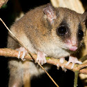 Long-tailed Pygmy Possum