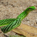 Green vine snake