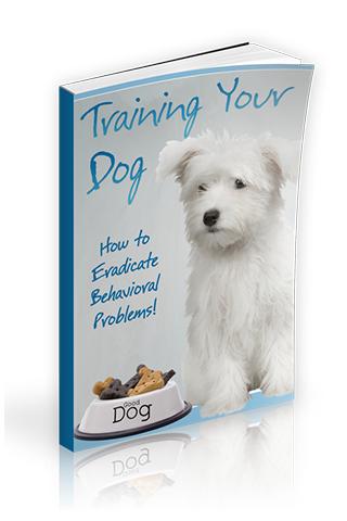 Training Your Dog