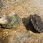 Ostra