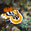 Magnificent Chromodoris