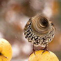 Starling