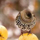 Starling