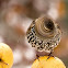 Starling