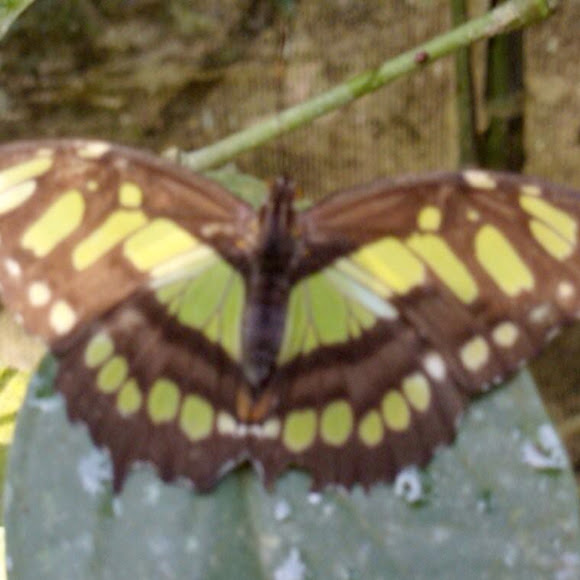 Spotting Image 1