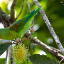 Orange chinned parakeet