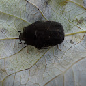 Flower Beetle