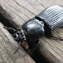 Passalid Beetle