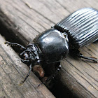 Passalid Beetle