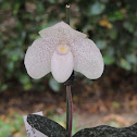 Orquidea