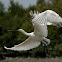 Spoonbill