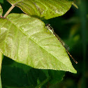 Fragile Forktail