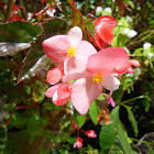 Begonia