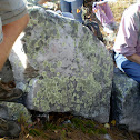Moonglow Lichen