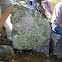 Moonglow Lichen