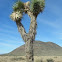 Joshua Tree