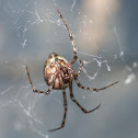 Common house spider