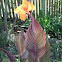 Tropicana canna