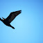 Great Cormorant