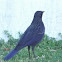 Blue Whistling Thrush